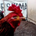 Ayam Aduan Birma Kaisar Silangan Thailand (Mathai) - Wing Chun - Java Toya RichFarm