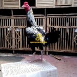 Ayam Birma Ori Jalak Harupat