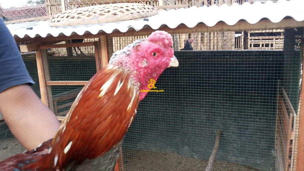 anak ayam killer ayetarung anak ayam killer ayetarung