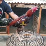 Ayam Bangkok Pakhoy, Dragon Killer 2