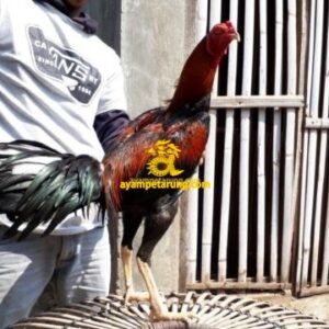 MARION COBRA Ayam Birma Pakhoy Pukul Saraf Sisik Gubed