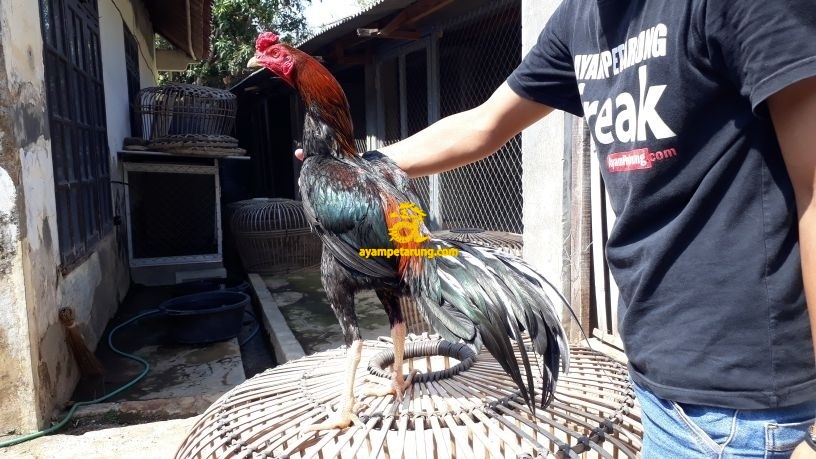 Kelebihan Ayam Bangkok Kaki Kecil Yang Cepat Namun Mematikan