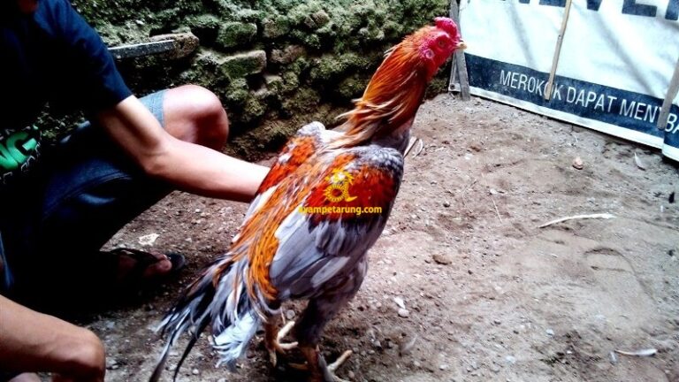 Ayam Pakhoy Birma, Triton, Kaki Simbar