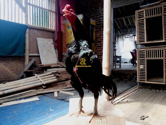Ayam Pakhoy Thailand, Dominator