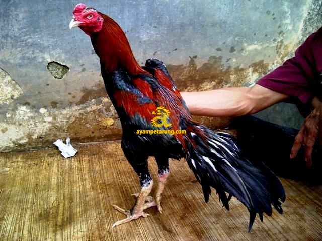 Download Gambar  Ayam  Aduan