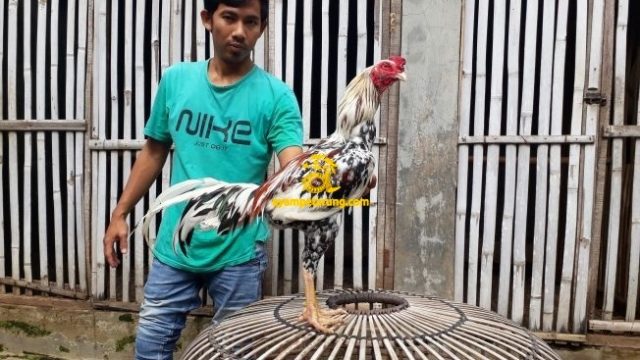 Jual Ayam Bangkok Bantul Daerah Istimewa Yogyakarta Ayampetarung Com