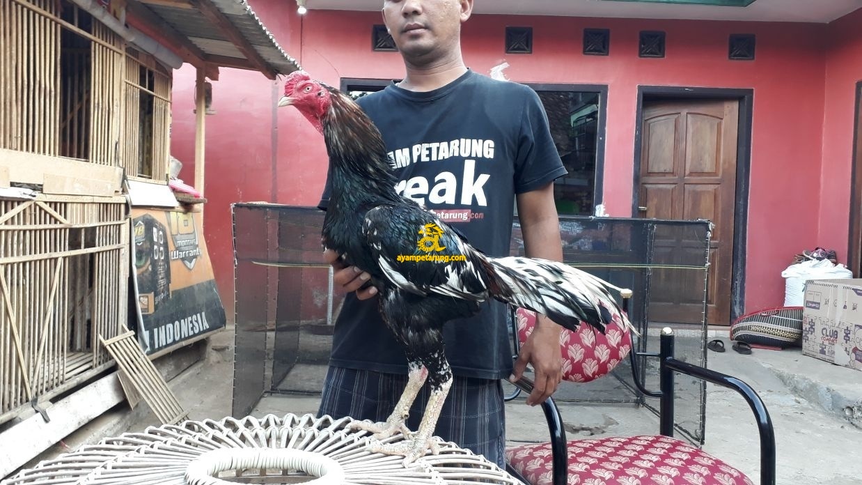 SINGA LODRA SINGLOD JAVATOYA (10)