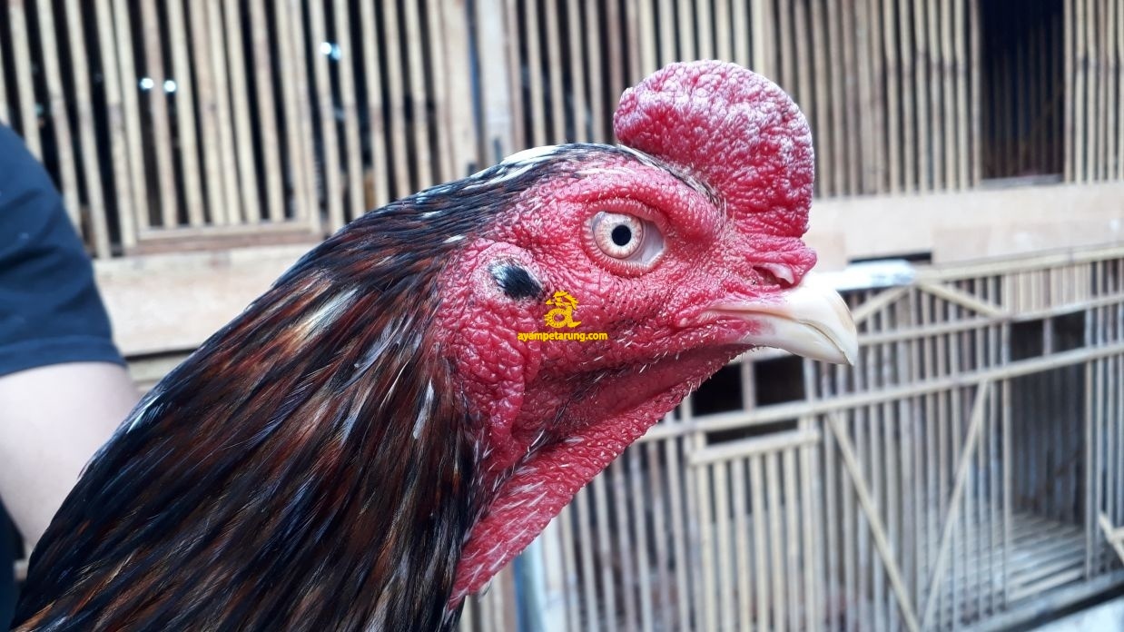 SINGA LODRA SINGLOD JAVATOYA (5)