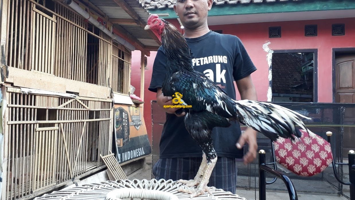 SINGA LODRA SINGLOD JAVATOYA (9)