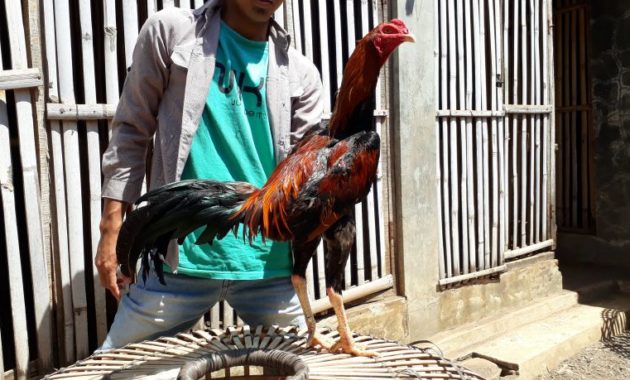 Ayam Bangkok Leher Panjang Ayampetarungcom