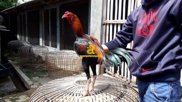 Jual Ayam Bangkok F1 Asli | AyamPetarung.com