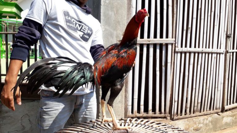 Ayam Bangkok Batu Lapak Dijual | AyamPetarung.com