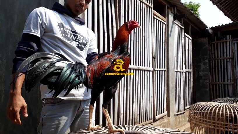 Ini Dia 8 Warna Bulu Ayam Bangkok Aduan Paling Disegani