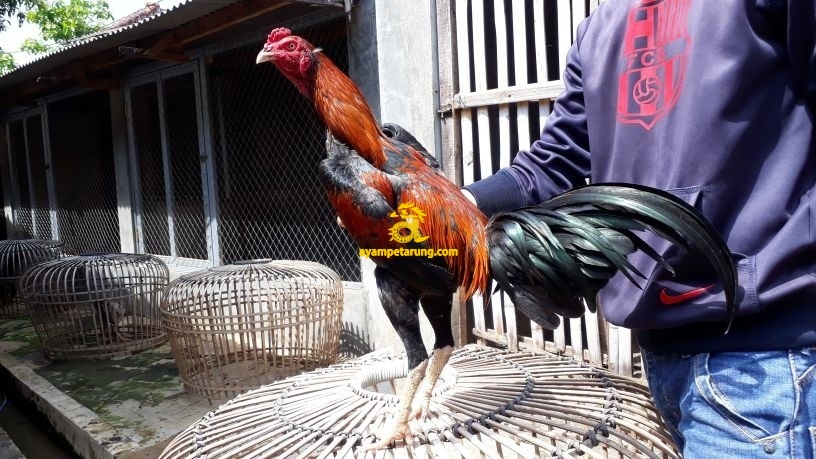 Ayam Bangkok Asli Brajamusti Ayam Asli Bangkok