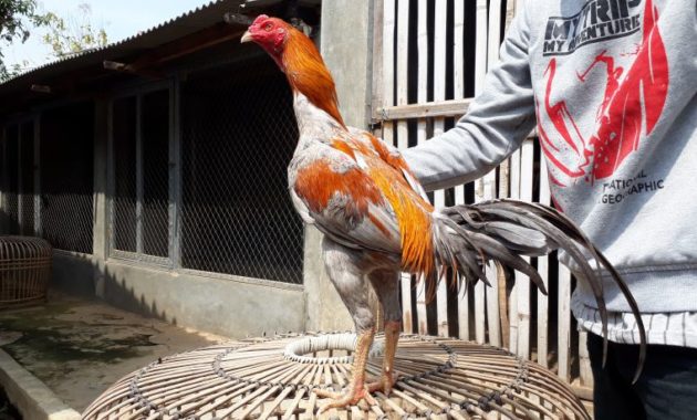 Jual Ayam Bangkok Super Jalu Ayampetarungcom