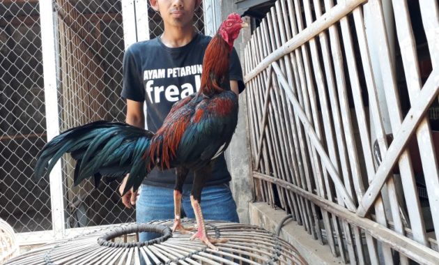 Ayam Bangkok Kepala Kecil Ayampetarung Com