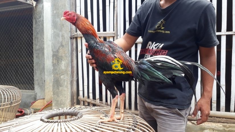 Jual Ayam Bangkok Di Denpasar