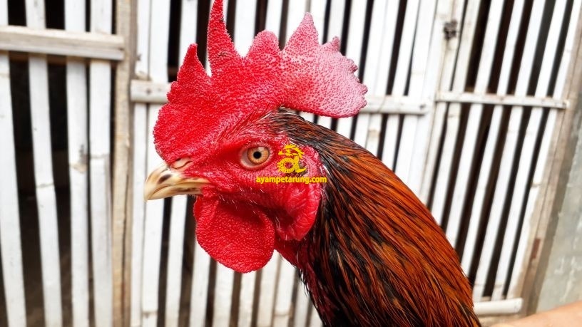  Ayam  Bangkok  Hitam Ekor Lidi AyamPetarung com