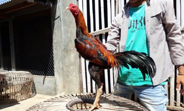 82 Gambar Ayam Filipin Silangan Bangkok Paling Keren Infobaru