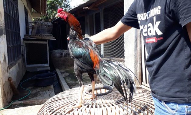 Ayam Bangkok Aduan Pukul Mati Ayampetarungcom