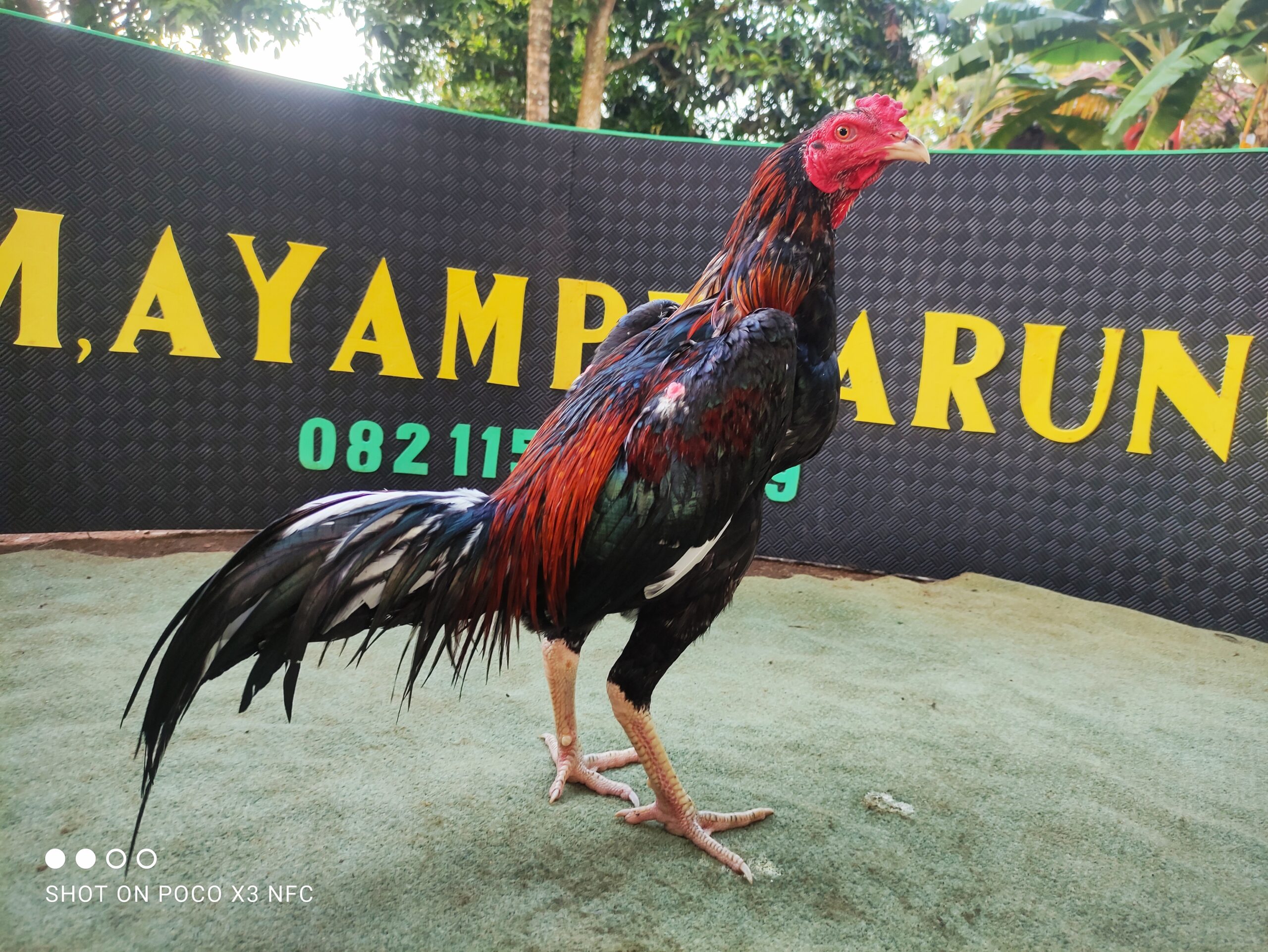 Ayam Aduan Super Istimewa Ayam Aduan Pukulan Istimewa Peta Peternak Kandang Lokasi Tarung