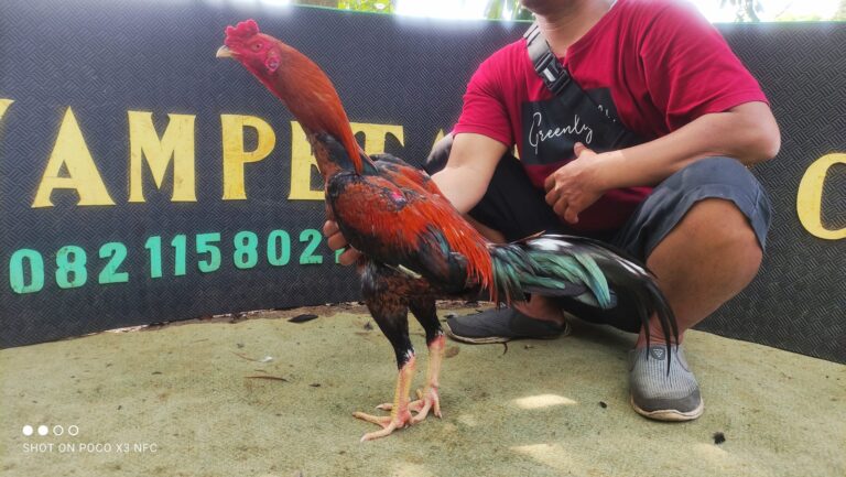 Ayam Aduan Pukul Cepat dan Keras Desilva Brahmada