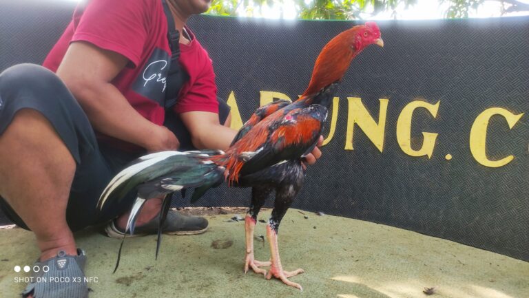 Ayam Aduan Super Jalu FORLAND BRAHMADA