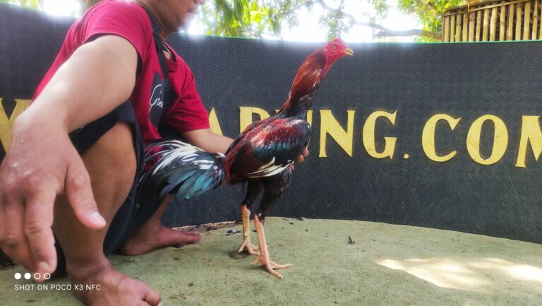 Ayam Aduan Super Ganas Mematikan VARGAS BRAHMADA