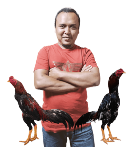 ayam aduan terbaik jenis baru