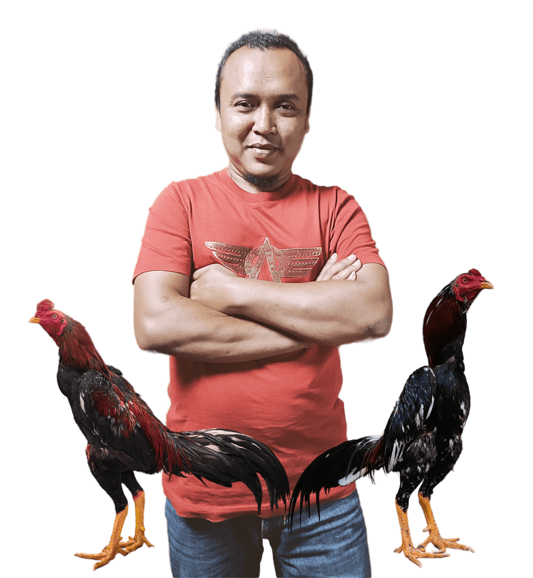 ayam aduan terbaik jenis baru