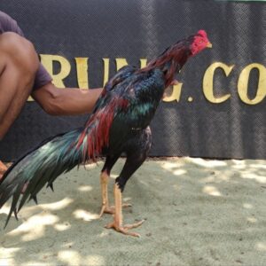 Ayam Aduan Jenis Baru Lebih Mematikan VEYRON KLABANG