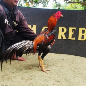 Ayam Aduan Pukul Jalu Mematikan BENTLEY BRAMATIUS