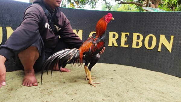 Ayam Aduan Pukul Jalu Mematikan BENTLEY BRAMATIUS