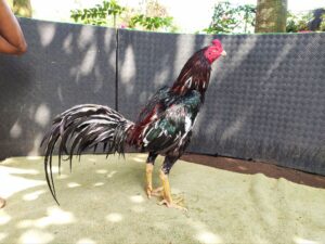 JAMBRET BRAMATIUS