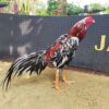 JALASUKMA RAKALANGIT (SOLD OUT)