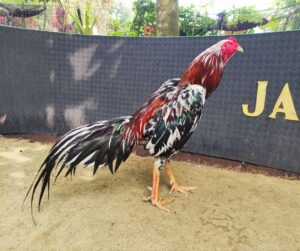 JALASUKMA RAKALANGIT