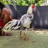 BOSSGUN BRAMATIUS(SOLD OUT)