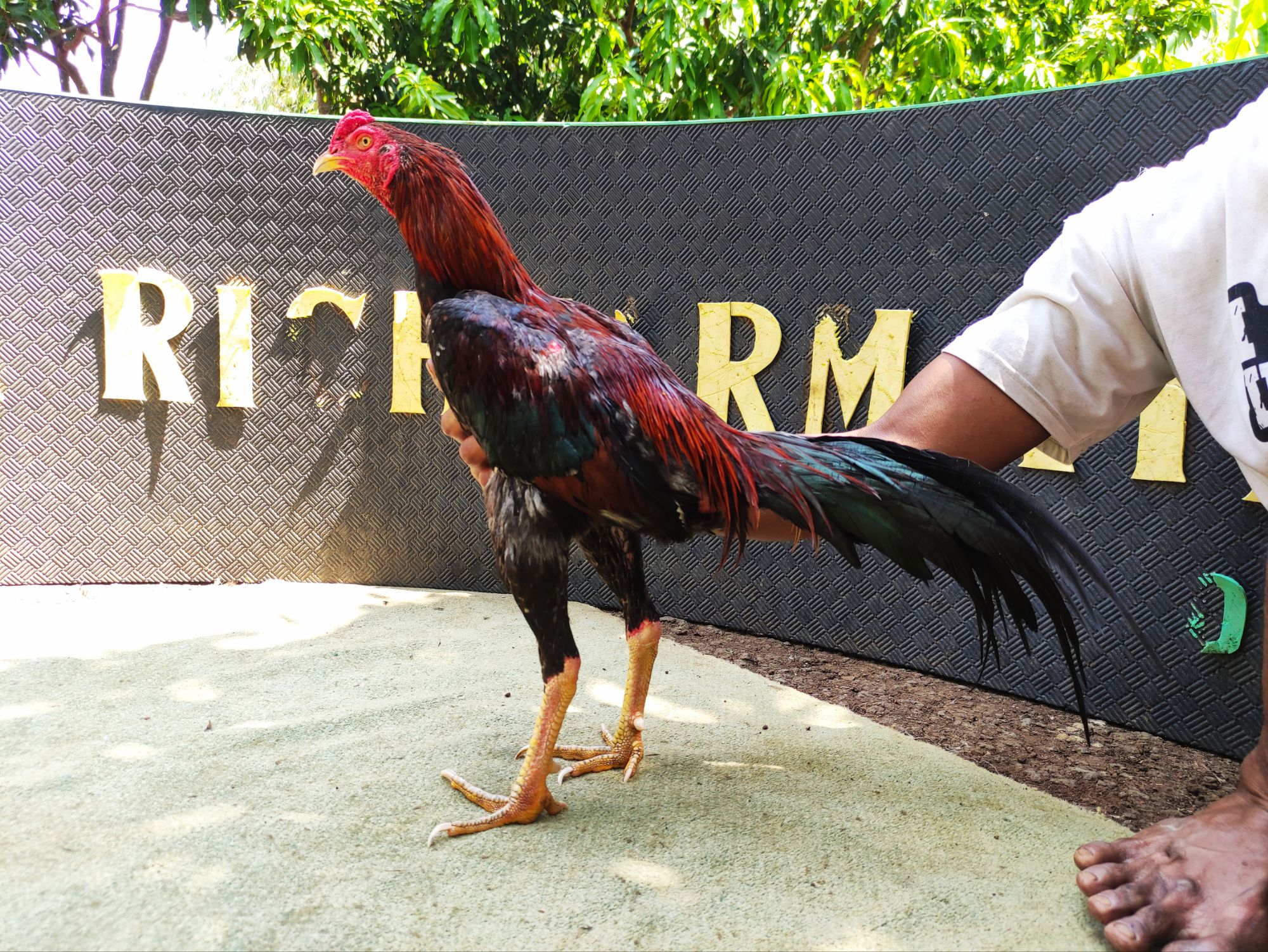 KILAHAR  BRAMATIUS (SOLD OUT)