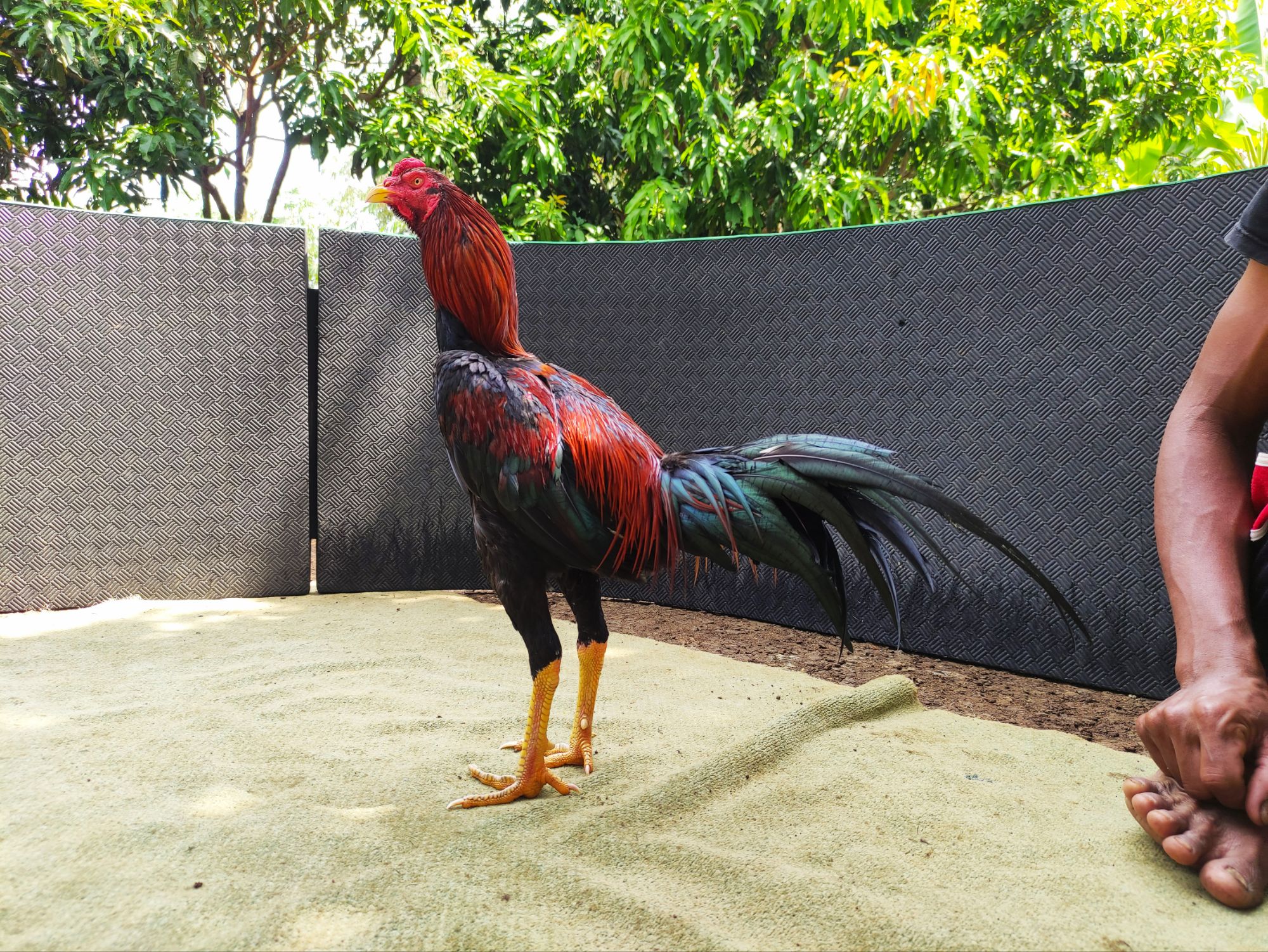 BRAMBOZA  BRAMATIUS (SOLD OUT)