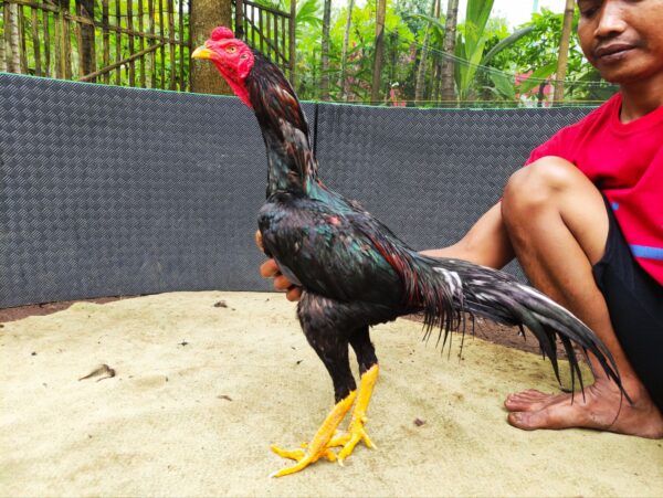 wp-17687394534681754685642131566361.jpg HACKBOY RAKALANGIT