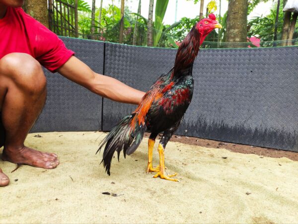 wp-17687395604113289243481177602873.jpg RIMERO BRAMATIUS