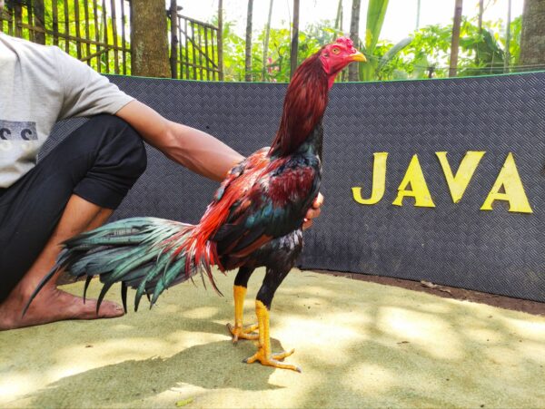 wp-176880500020445433100992745532.jpg RANGGASETA NAGASIMA