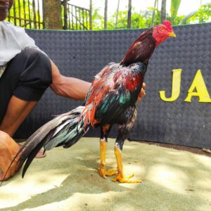 wp-17688050631133964764395262694381.jpg JENGGO BRAMATIUS