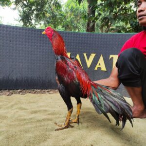 wp-17757125086771747528281600139068.jpg JESCON BRAMATIUS