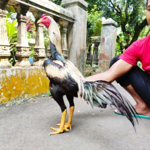 wp-17757343282868133887900700943041.jpg KALDERA YAKUZA RR