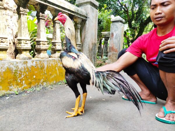 KALDERA YAKUZA RR (SOLD OUT)