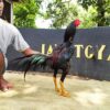 BLACKBOY RAKALANGIT
