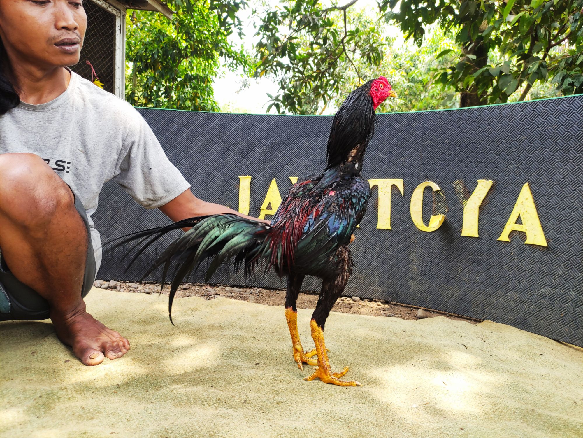 BLACKBOY RAKALANGIT