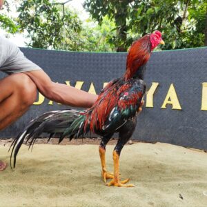 wp-17758004863951565389612287588575.jpg FEYLANDRO RAKALANGIT