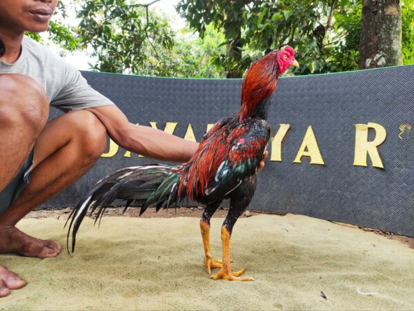 FEYLANDRO RAKALANGIT